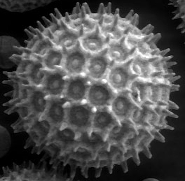 The cavity sphere