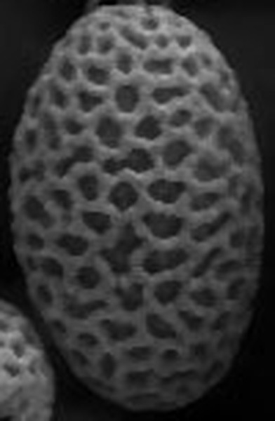 The netted bean