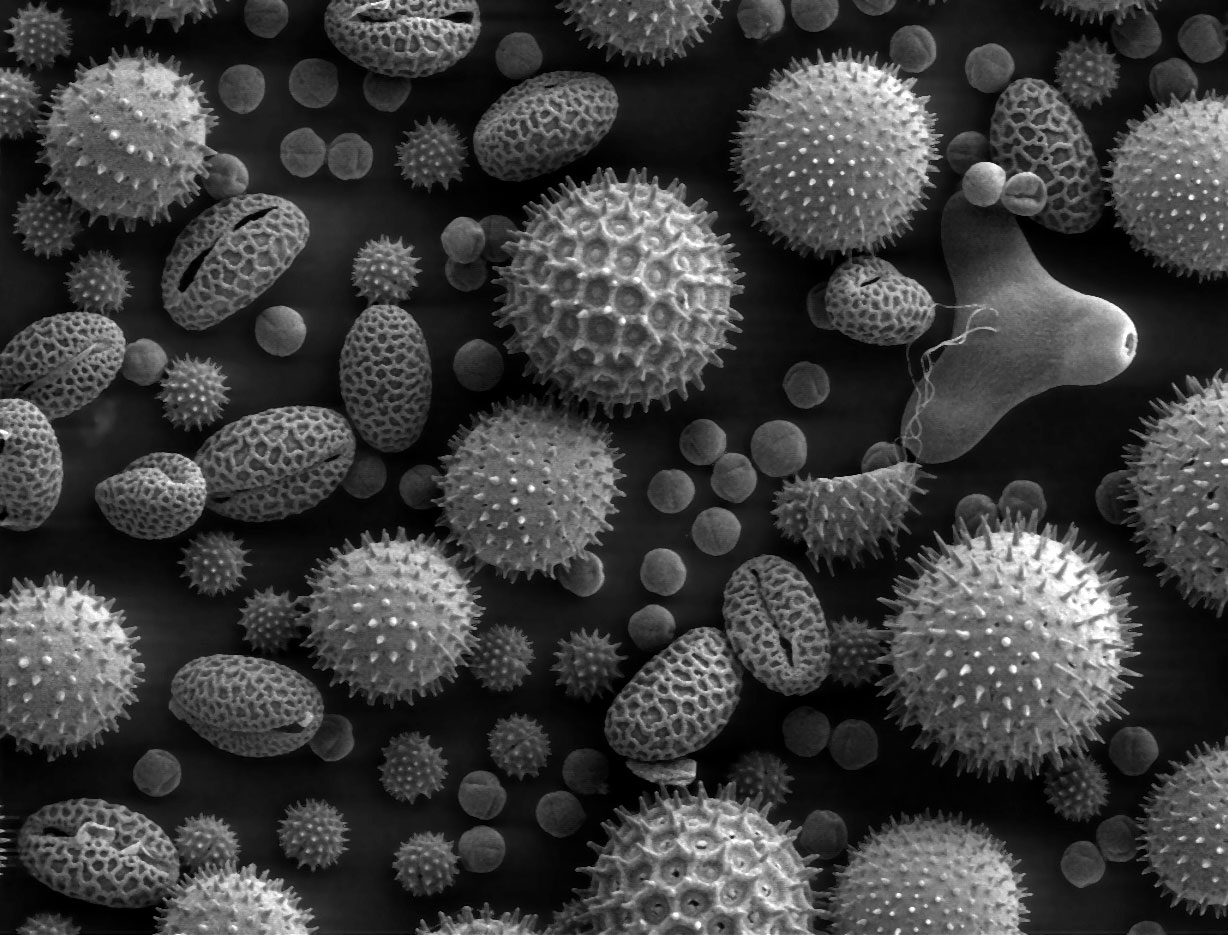 Misc pollen (Dartmouth Botanical Pollen SEM, 12PollenMix), Dartmouth College Electron Microscope Facility (Louisa Howard, Charles Daghlian)